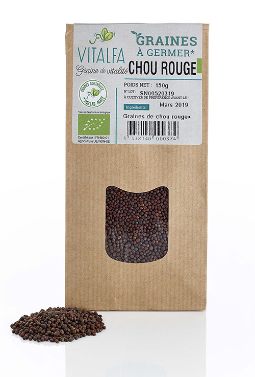 Chou rouge à germer